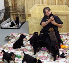 Find an animal shelter or rescue group. Hamlin S No Kill Shelter Westside News Inc