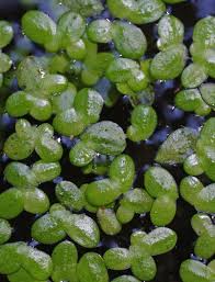 Image result for Lemna