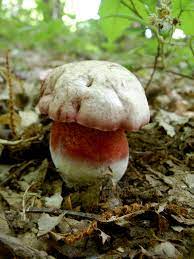 Check spelling or type a new query. Satan S Shroom Nature S Poisons