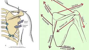 Stiffness in the area of the shoulder blades usually reveals you are going in the wrong direction in. Improve Scapula Control ð—£ ð—¥ð—²ð—µð—®ð—¯