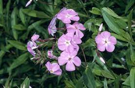 Rhs Plant Selector Phlox Carolina Bill Baker Mix With Penstemon Alice Hindley Scabiosa Butterfly Blue Salvi Magenta Flowers Plants Beautiful Flowers