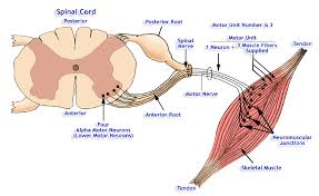 It is made by using the big frog leg with a pot of vinegar. Https Www Biopac Com Wp Content Uploads A02 Pdf