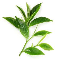Image result for Camellia sinensis