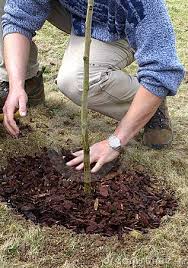 Updated stock usage ruleshow to credit me: Planting Sapling Tree Download From Over 54 Million High Quality Stock Photos Images Vectors Sign Up For Free Today Image Trees To Plant Saplings Plants