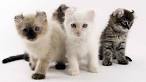 American Curl Kittens for Sale - Adoptapet