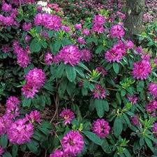 Rhododendron Catawbiense Purpureum Elegans Jpg 300 300 Rhododendron Hedges Perennials