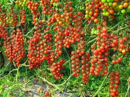 The answer can vary based on the container size and the type of tomatoes. How To Start Tomato Farming In Nigeria Detail Report Wealth Result