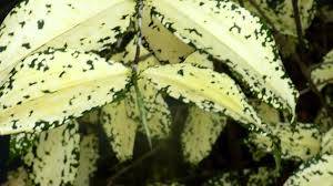The dracaena plant is a popular ornamental houseplant, grown both indoors and outdoors in subtropical climates. Beautiful Plant Spotted Dracaena Gold Dust Dracaena Dracaena Surculosa Youtube