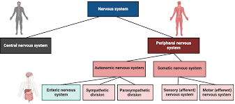Image result for Peripheral Nervous System