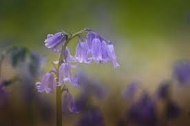 Het hallerbos is een overblijfsel van het kolenwoud. Hallerbos Info Flowering Bluebells Walks Hiking Map