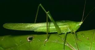 Image result for Ruspolia sp. no. 1 (Biegel 5407)