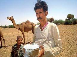 There is no limit to how much camel milk you use camel milk before or after exercising. Gujarat Healthy Camel Milk Will Now Have Longer Shelf Life Rajkot News Times Of India