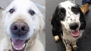 Why go to a dog breeder, cat breeder or pet store to buy a. Almost Home Dog Rescue Cheap Online