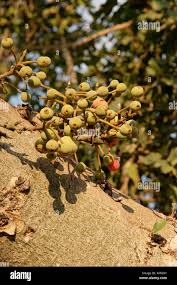 Image result for Ficus sycomorus