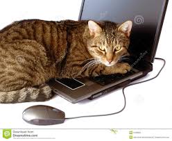 RÃ©sultat de recherche d'images pour "image securisÃ© de chat"