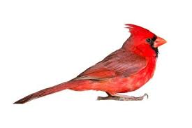 Birds And Their Meanings Red Bird A K A Cardinal Symbolism And Meaning Birds Red Birds Cardinal Birds