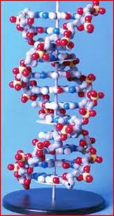 Dna Magnetic Model Dna Model Dna Activities 3d Dna Model