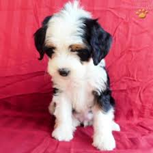 Though it's important to note, size of the puppy is often not known until after birth. Brittany Mini Bernedoodle Puppy For Sale In Dundee Oh Happy Valentines Day Happyvalentinesday2016i