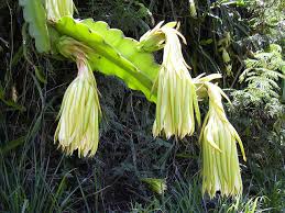 Dragon fruit cactus trees have sprawling, fleshy vines that reach toward the ground. Plant Of The Month Cactus West Hawaii Today