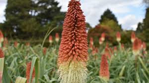 Image result for Kniphofia princeae