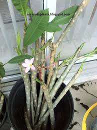 Welcome To My World Of Growing Rare And Unusual Tropical Plants Growing And Propagating Plumeria Frangipani Plumeria Tree Plumeria Care Plants
