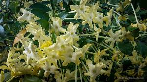 Image result for Brunfelsia americana