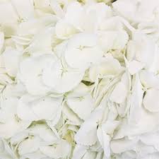 A bouquet of white bushy hydrangeas will make an unforgettable impression. White Hydrangea Flower Diy Wedding Flowers Fiftyflowers