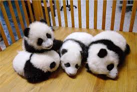 9gag On Instagram Baby Pandas Are The Cutest Animals In The World 9gag 9gagmobile Cute Animals Baby Panda Pictures Cute Baby Animals