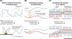 Analize official twitter account of (@bokep smp) by words and their repeats of last year. Phase Separation During Germline Development Sciencedirect