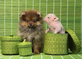 It's so hard leaving in the mornings now, when the two. 12 Pictures That Prove Dogs And Pigs Are The Dream Pet Team Cute Animals Pets Baby Animals