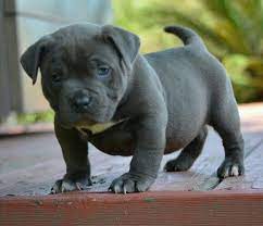 Financing available up to $5,000. A Blue 72 Female Bully Pup Pitbull Puppies Baby Animals Puppies