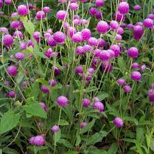Pin On Gardening Annuals