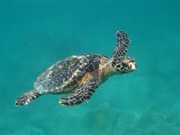 The hawksbill turtle's tapered head ends in a sharp point resembling a bird's beak, hence its name. Two Years After Irma Turtle Populations Prove Resilient St John Source