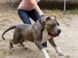 Undermount ceramic kitchen sinks ukc beagles classifieds pets. Sucio Cochino Suciocochino Profile Pinterest