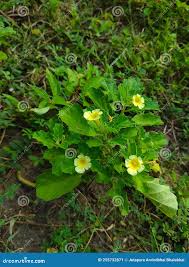 Image result for Pedalium