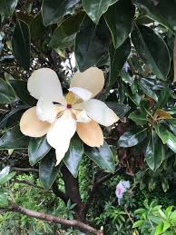Despite the relatively small flower size, the evergreen form and multitude of fragrant flowers makes this a desirable addition to the garden. Sweet Fragrance Of Hawaii S Spring Bloom West Hawaii Today