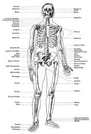 Knee joint anatomy labeling page. Labeled Skeleton Front View Of Male Skeleton Human Anatomy Skeleton Anatomy Male Skeleton