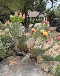 Image result for Cactaceae