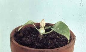 Image result for Stylochaeton puberulus