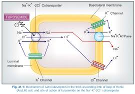 Image result for Loop Diuretic