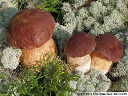 En effet, l'augmentation rapide de la température après une période de froid, le tout combiné à une bonne humidité, est très favorable à leur développement. Cepe A Tete Noire Cepe Bronze Tete De Negre Boletus Aereus