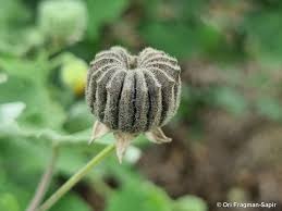 Image result for Abutilon indicum