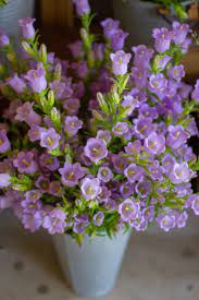 Campanula Champion Lavender Flower Farm Flower Arrangements Simple Planting Flowers 101