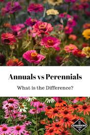 Annuals Vs Perennials What Is The Difference Gardening Channel Annuals Vs Perennials Beautiful Flowers Garden Perennials