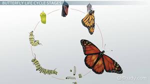 4.1e each generation of animals goes through changes in form from young to adult. Life Cycle Of A Butterfly Lesson For Kids Science Class 2021 Video Study Com