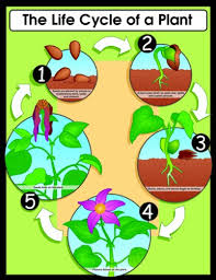 Carson Dellosa The Life Cycle Of A Plant Chart 6358