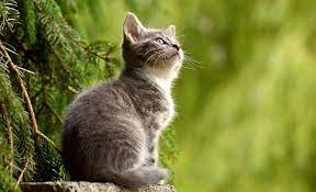 Biblical Meaning Of Cats In Dreams Interpretation And Meaning