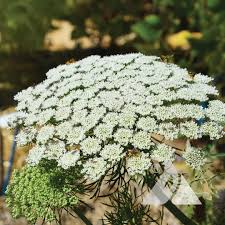 Image result for Ammi