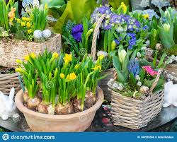 There are always flowers large print. Spring Flowers Sold On The Street Flowers In Ceramic Pots Easter Fair On The Streets Of Vienna Stockfoto Bild Von Grun Frech 144595566