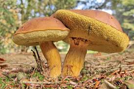 Image result for Boletus badius